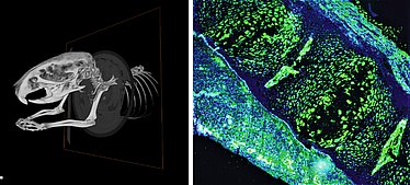 Micro-CT Untersuchung des Skeletts der Maus/Mikroskopische Detailaufnahme eines Mäuseembryo