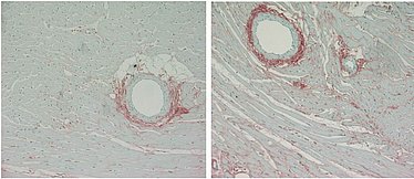 Mikroskopische Aufnahme von Ratten-Herzgewebe